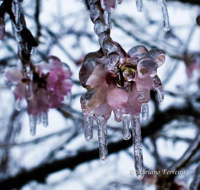 Nevão em Trás-os-Montes, fotografia 69 de 88