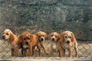 Centenas de cães assilvestrados