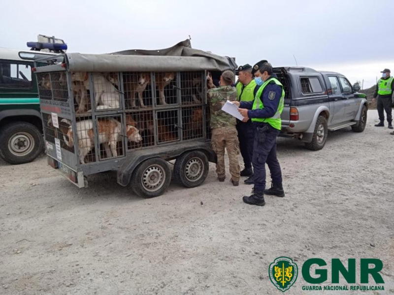 GNR detetada 11 infrações no transporte de animais vivos