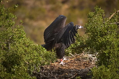 Novos ninhos artificiais no Douro Internacional para aumentar colónia de abutre-preto