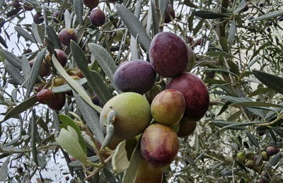 INE prevê que produção de azeitona suba 20% este ano