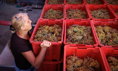 Viticultores do Douro marcam manifestação para 02 de julho na Régua