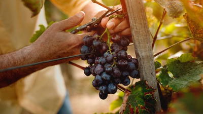 Associação de viticultores do Douro pediu ao Governo aumento da compensação