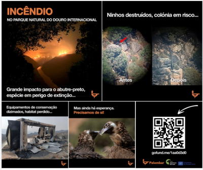 Fogo deixou forte impacto na colónia de abutre-preto, há a confirmação uma cria morta até ao momento