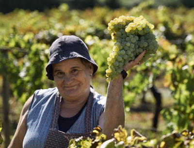 Viticultores do Douro podem pedir apoio à uva para destilar até 25 de setembro