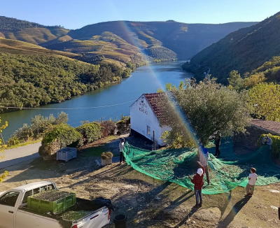 Douro lança rota turística para valorizar azeite, produtores e Património Mundial