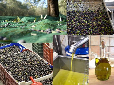 Produção de azeitona cai 30% em Trás-os-Montes mas nalgumas zonas chega aos 50%