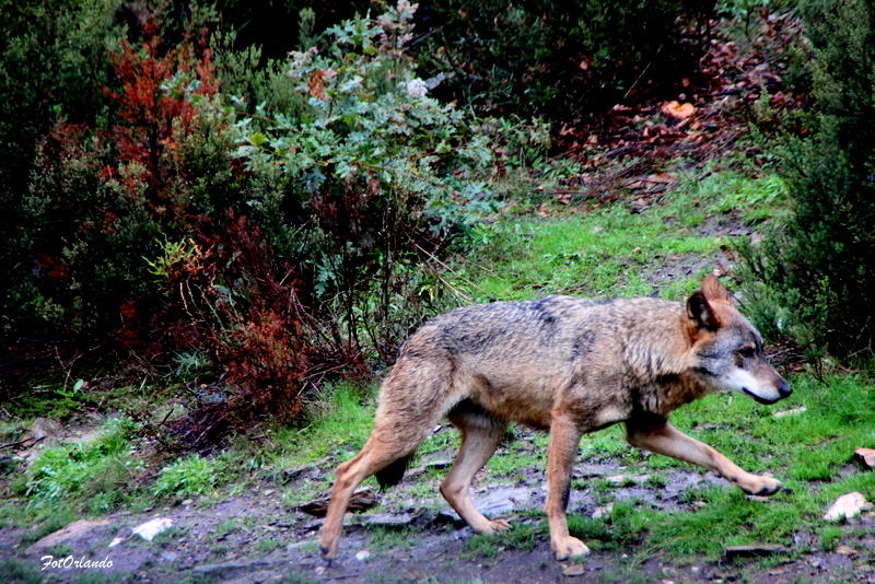 Plataforma Lobo Ibérico defende um maior apoio à pecuária extensiva