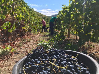 Viticultores denunciam “catástrofe” no Douro e querem solução urgente do Governo
