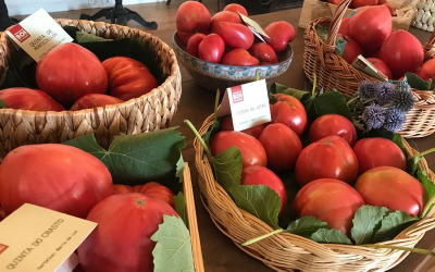 Tomate Coração de Boi gera economia e contribui para o enoturismo do Douro