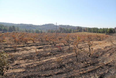 Governo reconhece fogos de Vouzela e Valpaços como catástrofe natural