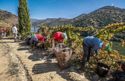Apoio de 12ME para o Douro será pago em função da quantidade de uva por colher