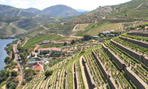 Prodouro quer critério para apoiar viticultores definido pela CCDR e não pela área