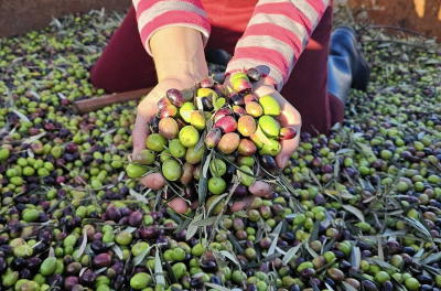 Produção de azeitona pode aumentar 15% em Trás-os-Montes nesta campanha