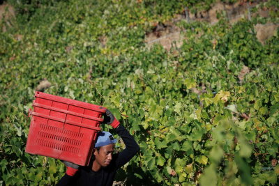 Vindima de dificuldades no Douro, uvas por colher e venda sem preço