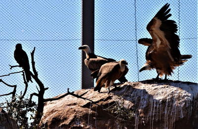 Centro de recuperação do Baixo Sabor já recuperou e devolveu à natureza 250 aves