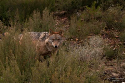GNR investiga morte de lobo-ibérico em Montalegre
