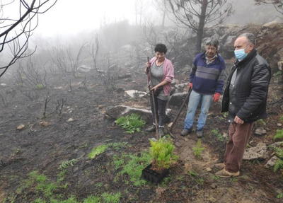 Doação ajuda a reflorestar monte da Senhora da Graça