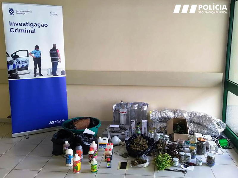 Alegado produtor de liamba apanhado pela PSP