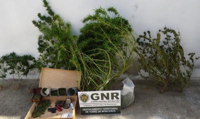 Dois detidos por cultivo e tráfico de canábis
