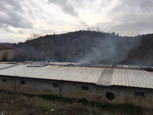 Chamas causam a morte a 326 animais