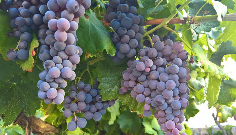 Investigadores estudam vestígios antigos de produção de vinho no Douro