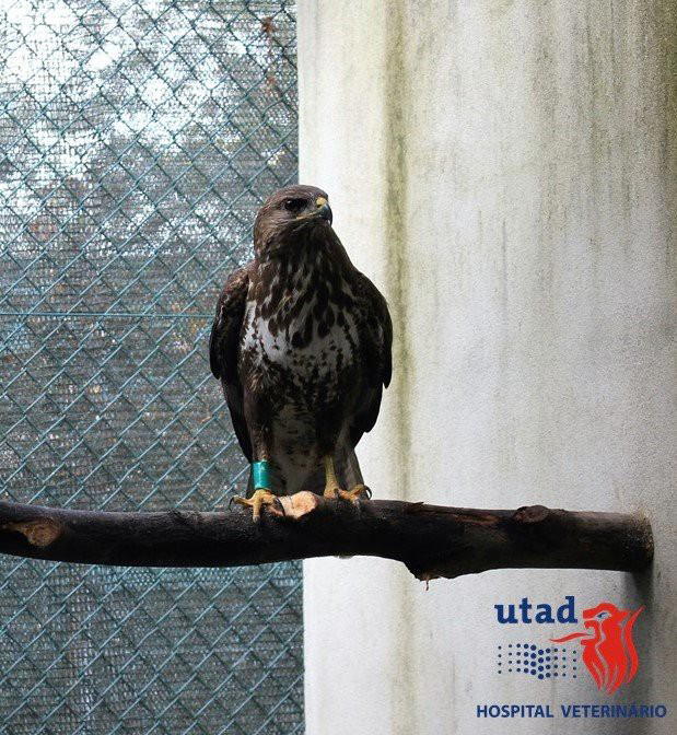 Universidade de Vila Real socorreu 350 animais selvagens este ano
