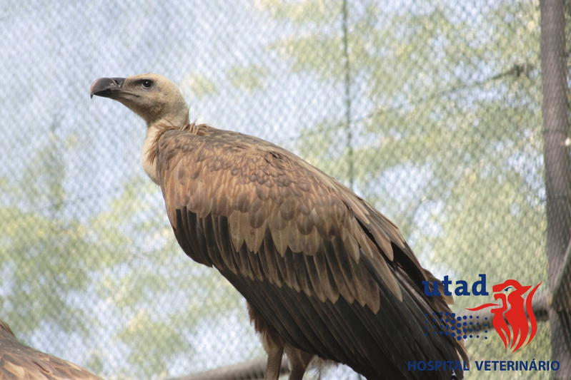 Universidade de Vila Real socorreu 350 animais selvagens este ano