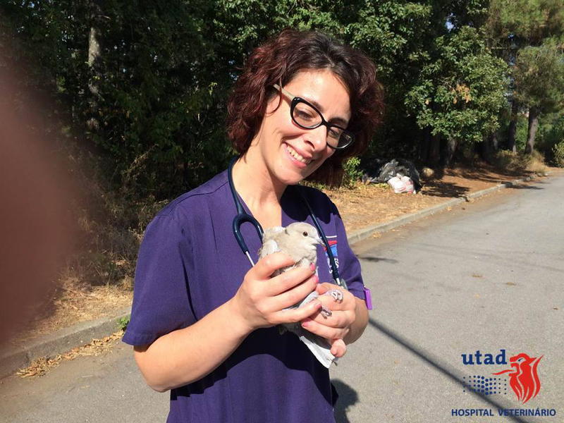 Universidade de Vila Real socorreu 350 animais selvagens este ano