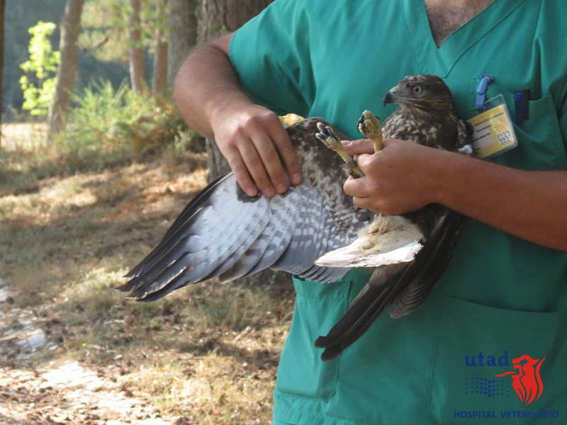 Universidade de Vila Real socorreu 350 animais selvagens este ano