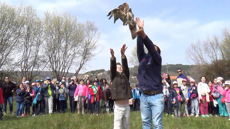 Universidade de Vila Real socorreu 350 animais selvagens este ano