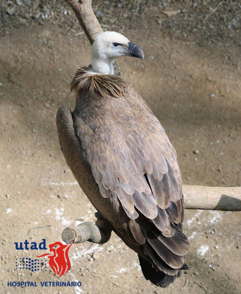Universidade de Vila Real socorreu 350 animais selvagens este ano