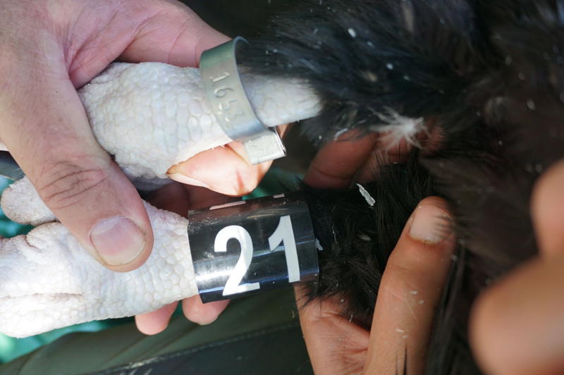 Abutre-preto cria com sucesso do Douro Internacional