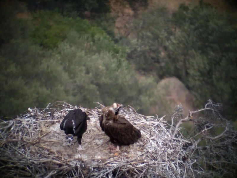 Abutre-preto cria com sucesso do Douro Internacional