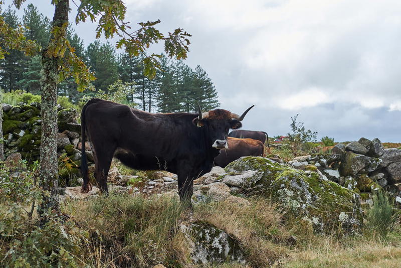 Cabras e vacas do Alvão pastam em baldios excluídos dos apoios