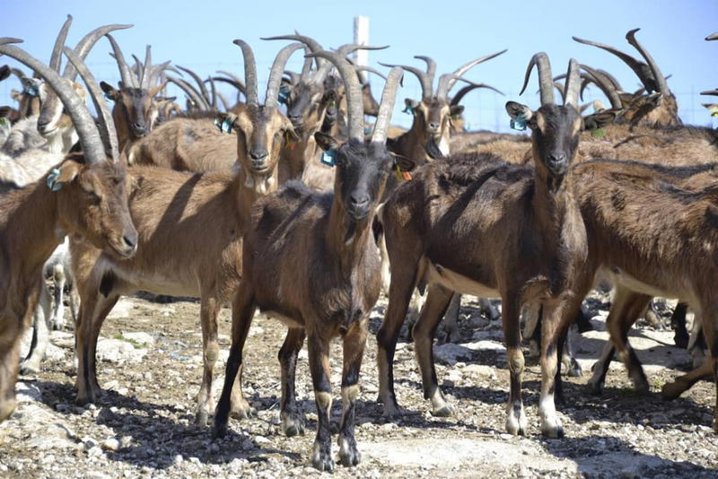 Cabras e vacas do Alvão pastam em baldios excluídos dos apoios