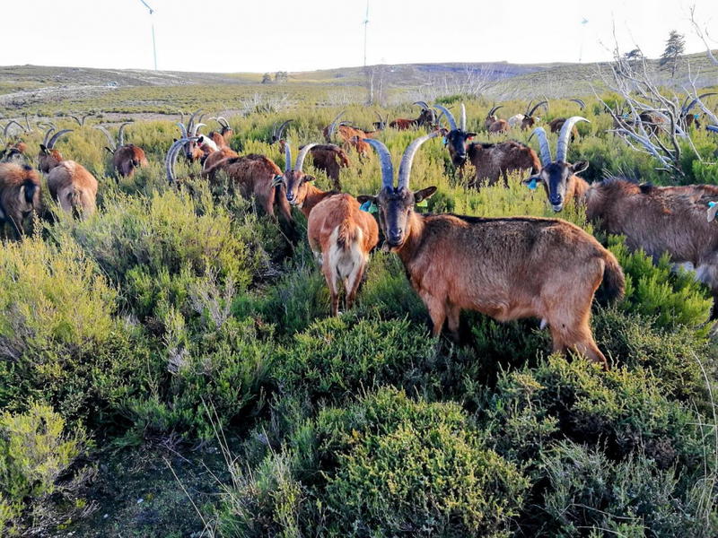 Cabras e vacas do Alvão pastam em baldios excluídos dos apoios