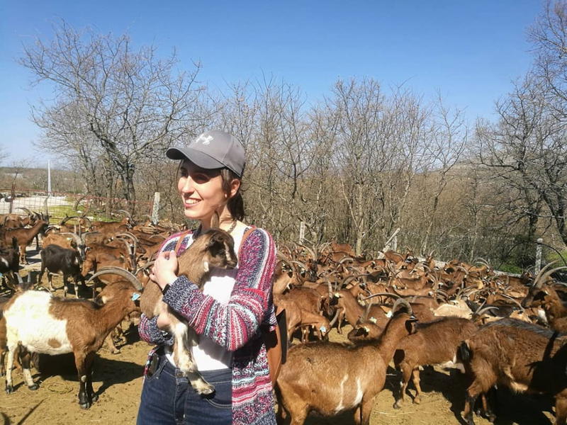 Cabras e vacas do Alvão pastam em baldios excluídos dos apoios