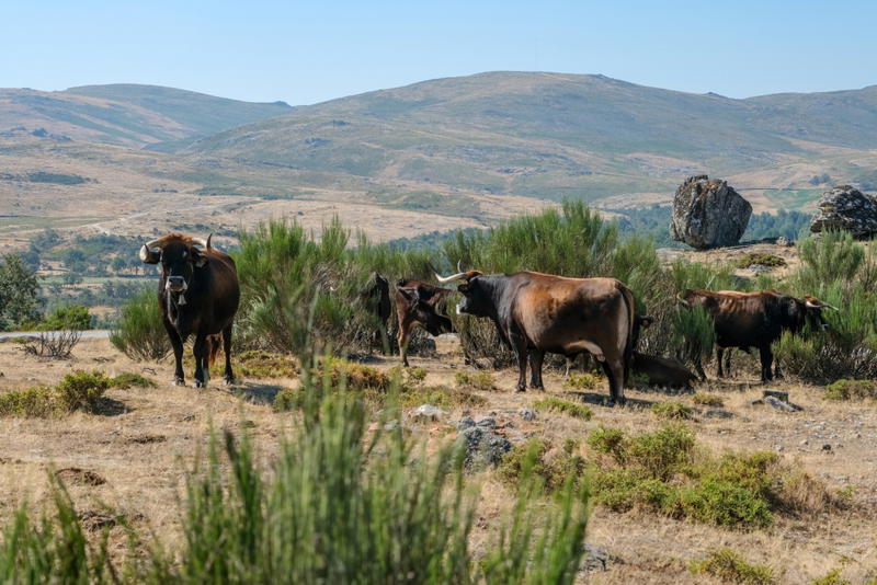 Cabras e vacas do Alvão pastam em baldios excluídos dos apoios