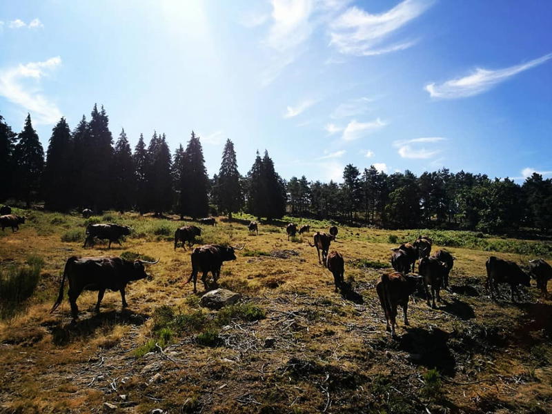 Cabras e vacas do Alvão pastam em baldios excluídos dos apoios