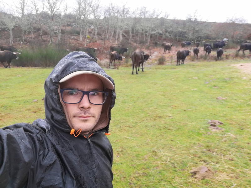 Cabras e vacas do Alvão pastam em baldios excluídos dos apoios