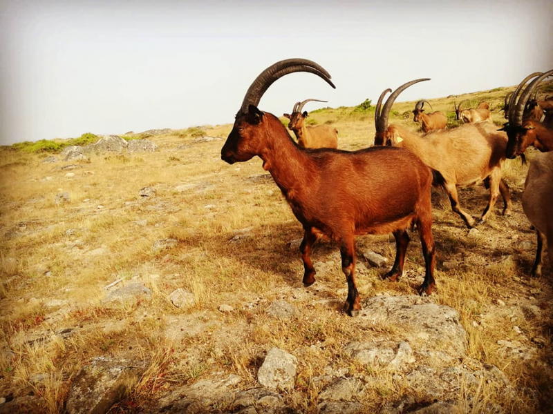 Cabras e vacas do Alvão pastam em baldios excluídos dos apoios