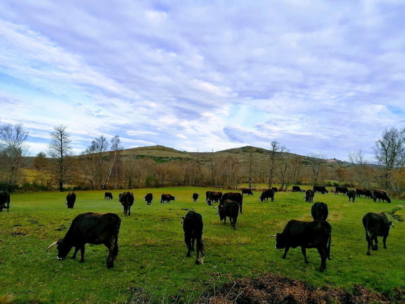 Cabras e vacas do Alvão pastam em baldios excluídos dos apoios