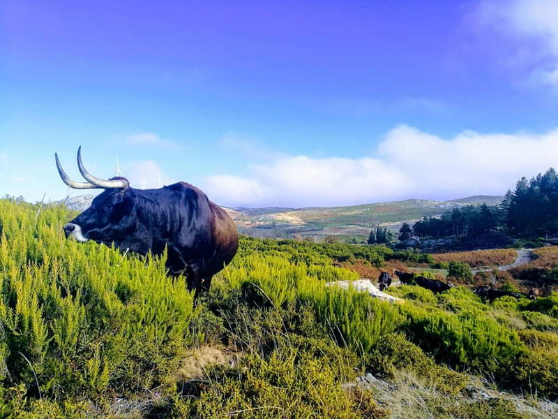 Cabras e vacas do Alvão pastam em baldios excluídos dos apoios