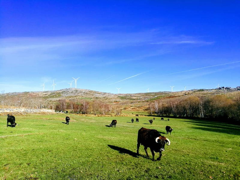 Cabras e vacas do Alvão pastam em baldios excluídos dos apoios
