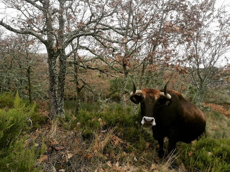 Cabras e vacas do Alvão pastam em baldios excluídos dos apoios