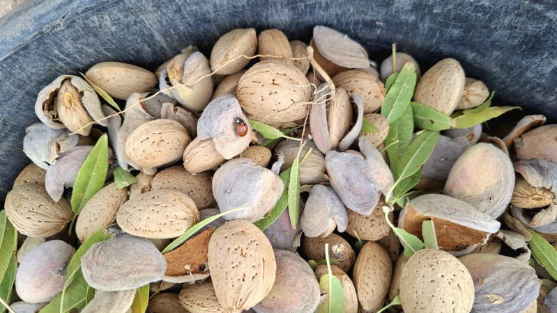 Produção de amêndoa cai para metade em Vila Flor e Alfândega da Fé