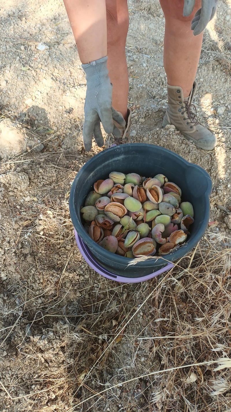 Produção de amêndoa cai para metade em Vila Flor e Alfândega da Fé